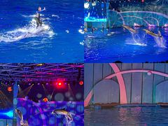 -海合安青岛极地海洋公园