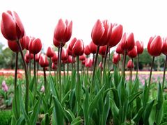 -大宁郁金香公园-停车场