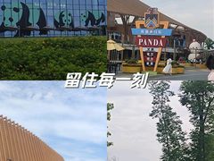 -成都大熊猫繁育研究基地