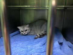 -圣宠动物医院·犬猫专科·影像中心·外科中心
