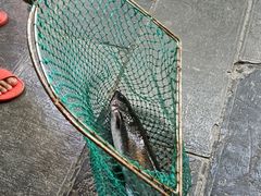 -久醉苗乡(河景餐厅)