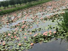 -陶辛水韵