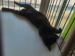 -瑞鹏宠物医院·骨科·猫科·内科(第一中心)