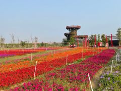 -芒洲湿地公园