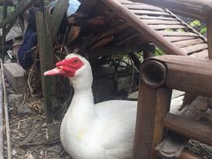 -林坑古村落