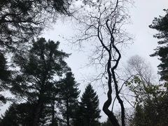 -五营红松林海景区