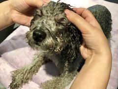 -Oh My Dog宠物沙龙(伊珊娜皮毛护理店)