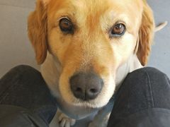 -喵汪萌宠屋旗舰店.洗澡美容.猫狗基地