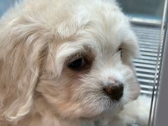 -FAELING PETS美天灵宠物(合生汇店)