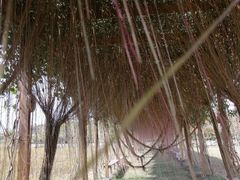-亚龙湾国际玫瑰谷