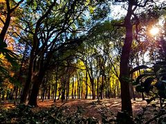 -上海共青森林公园