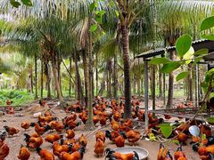 -兴隆槟榔园休闲农庄