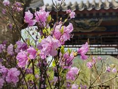 -妙峰山风景名胜区