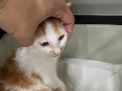 -安安宠医宠物医院·异宠·犬猫内科(岳阳分院)