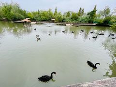 -溱湖国家湿地公园