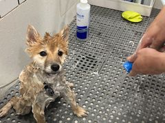 -熊小胖宠物生活馆(天华园店)