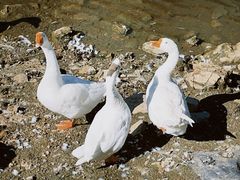 -北京张裕爱斐堡酒庄