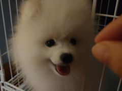 -翊宠yipet猫狗购宠庄园犬舍•猫舍