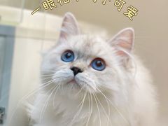 -lincat·猫舍(广州店)