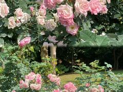 -人民公园(罗湖区)