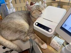 -Heymao猫咖.咖啡厅(东门店)
