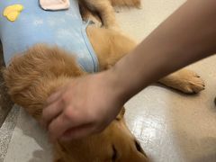 -共舞时光猫咖·狗咖(新街口店)