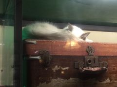 -猫咪博物馆(顶澳仔猫街店)