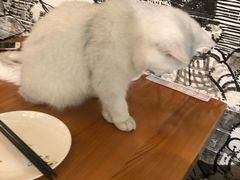 -猫小院猫主题餐厅(三里屯店)