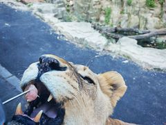 -大连森林动物园