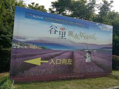 导游图-大塘金香草谷