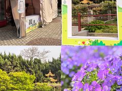 -嘉定紫藤园