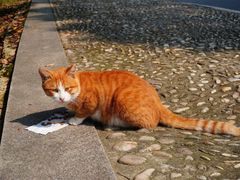 -南京市江宁方山