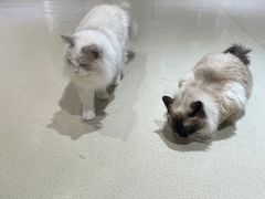 -藏猫猫咖啡主题馆(中央大道店)