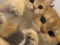 -Bastet sally猫舍购宠(静安店)