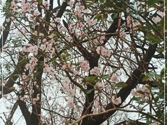 -北京大学燕东园