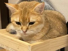 -逗柴咖啡屋·狗咖猫咖宠物桌游