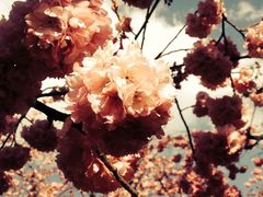 iphone_upload_pic-昆明动物园