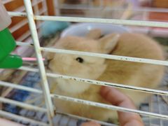 -宠物兔专门店(天丰利市场店)