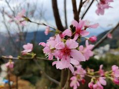 -军营村