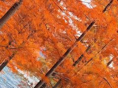 -白鹭湾湿地公园