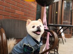 -超宠爱宠物摄影-Super pet