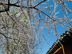-春风习习
