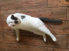 -more than meow吴止猫主题餐厅(承德 中船汇店)