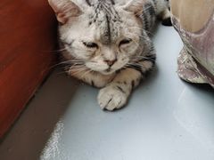 -猫友咖啡店(玉林西路店)