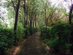 iphone_upload_pic-溱湖国家湿地公园