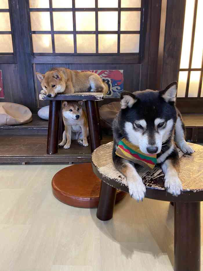 豆柴院子柴犬主题咖啡馆(三里屯旗舰店)-"超级可爱的汪们,性格各不