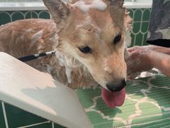 -爪吧宠物乐园 (温榆河示范区店)