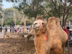 -长白岛森林公园