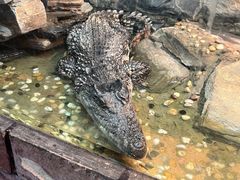 -上海大自然野生昆虫馆(东方明珠·爬宠昆虫探索中心)