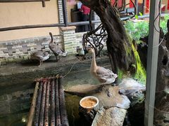 -优之名鹅城